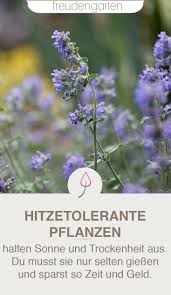 Pflanzen Fur Trockene Und Sonnige Standorte Stauden Pflegeleichte Pflanzen Pflanzen