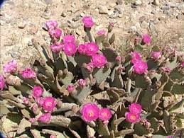 Typically, the ovary is surrounded by material derived from stem or receptacle tissue. Pink Beavertail Cactus Flower In Stock Footage Video 100 Royalty Free 6780001 Shutterstock