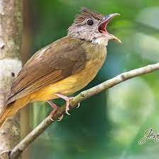 Maybe you would like to learn more about one of these? Pet Burung Cucak Jenggot Shopee Indonesia