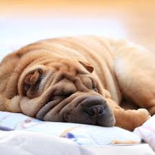 They are suspicious of strangers and other dogs. The Dilute Colours Of Shar Pei Efspc