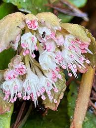 Image result for Satyrium macrophyllum