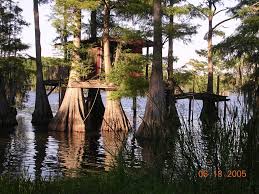 We did not find results for: Story Cup Rustic Tree House On Caddo Lake Tree House Rustic Trees Rustic Lake Houses
