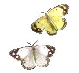#transparent #transparencies #transparents #transparent butterfly #butterfly #butter #fly #cute. Free Butterfly Animations Animated Butterfly Gifs Clipart