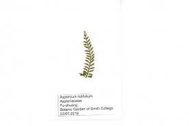 Image result for Asplenium rutifolium