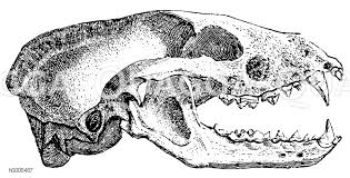 Dachs Schadel Quagga Illustrations