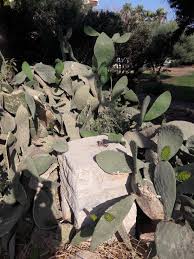 Bowl of black pepper cactus salad. The Turk Mex Chronicles A Crazy Cactus Salad Knidos Cookery Club