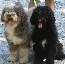 The spanish water dog is intelligent, devoted and spirited. Spanish Water Dog Breed Pictures 3