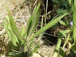Image result for Hygrophila schulli
