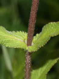 Image result for Stachys nemorivaga