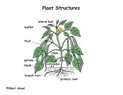Plant Structure The Parts Of A Plant Plants Structure Leaf Stem Root Flower Seed Plant Structure Parts Of A Plant Biology Plants