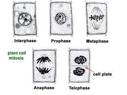 Check spelling or type a new query. Bellwork Wed Nov 8 Can You Name The Mitotic Stage Each Numbered Cell 2 Now Place The Stages Of Mitosis In The Proper Ppt Download