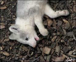 Magnificent arctic foxes of manitoba | steve and marian. Baby Arctic Fox Eating Leaf By Woxys On Deviantart