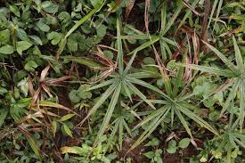 Image result for Cyperus ajax