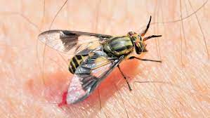 How To Control Biting Flies Biting Fly Repellent Tactics Ortho
