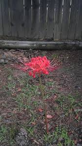 Check spelling or type a new query. Red Flower Long Stem Spindly Petals No Leaves Flowers Forums Red Flowers Leaf Flowers Petals