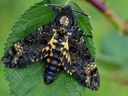 Large in size, their wingspans can reach a whopping 5 inches! Meet The Death S Head Hawk Moth