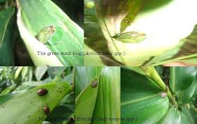 Image result for Aframomum corrorima