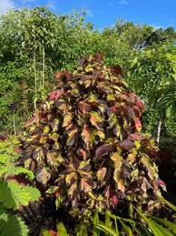 Image result for Acalypha ambigua