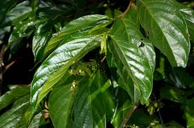 Image result for Rothmannia urcelliformis