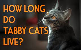 How Long Do Tabby Cats Live Indoors Catwiki