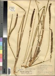 Image result for Cenchrus macrourus