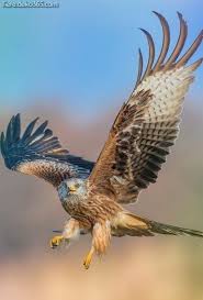 Birds Of Prey Images Most Current Images Birds Of Prey In Flight Strategies For A Birds Involving Animals Professional Photographer The Main Issue Many Complai With Images Birds Birds Of Prey