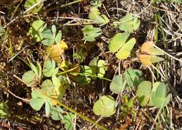 Image result for Marsilea vera