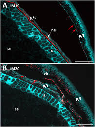 Fluorescent immuno-histochemical analysis of pectic cell wall... | Download  Scientific Diagram