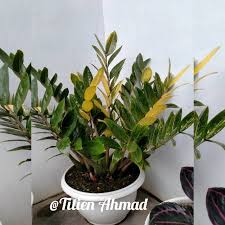 10000000 x 6,13 x (30 : Daun Dolar Varigata Shopee Indonesia