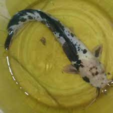 Lele juga dapat dibudidayakan dengan. Jual Lele Albino Murah Harga Terbaru 2021