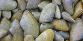 La Telline Technique De Peche Comptoirdespecheurs