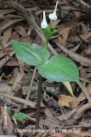 Image result for Disperis anthoceros