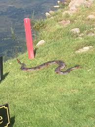 Fake Snake To Keep The Geese Off The Par 3 Island Green Vista Golf Courses Green