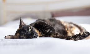 An oral mass is the term used to describe a growth in a cat's mouth, or on the surrounding surface of the head region. Feline Oral Cancer Dcm Therapies To Be Explored