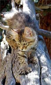 Pixie Bob Kitten I Am Getting Me One Of These Someday Savannahcat Pixie Bob Kittens Pixie Bob Cats Cats