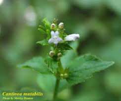 Image result for Cantinoa