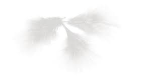 Detailed translations for federn from german to english. Rayher Deko Federn Weiss 8510002 Online Bestellen Muller