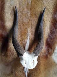 So here are some beautiful pictures of african animals with horns. African Animal Horns And Horn Products