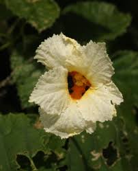 Image result for Momordica foetida