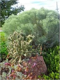 Maybe you would like to learn more about one of these? Co Horts Ode To Rabbitbrush The Late Season Jewel Of The Garden Master Gardener Native Plants Autumn Landscape