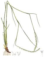 Image result for Elionurus tripsacoides