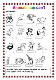 Can Animals Fly Worksheet Google Search