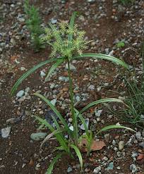 Image result for Cyperus chersinus
