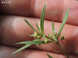 Image result for Oldenlandia capensis