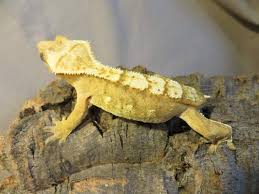 We did not find results for: Crested Gecko Morph Guide Wiki Reptiles Amino