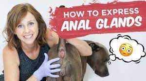 Dog Anal Glands How To Express Them At Home Youtube