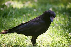 I have a puzzle that was solved once but has been in bits for over two years, at last ill be able to fix it. Bird Brains Which Are The Smartest Birds Crows Or Parrots Your Connection To Wildlife