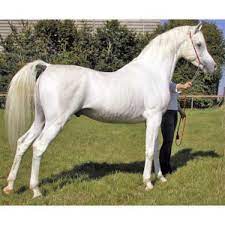 From grassroot schooling shows to national championships and distance rides, you and your horses can compete and earn points at many levels toward recognition and prestigious aha awards. Arabian Expert Advice On Horse Care And Horse Riding