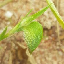 Image result for Commelina nigritana