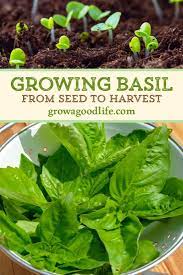 Growing Basil From Seed To Harvest Basil Growing Harvest Seed Growing Basil Harvesting Basil Growing Basil Indoors